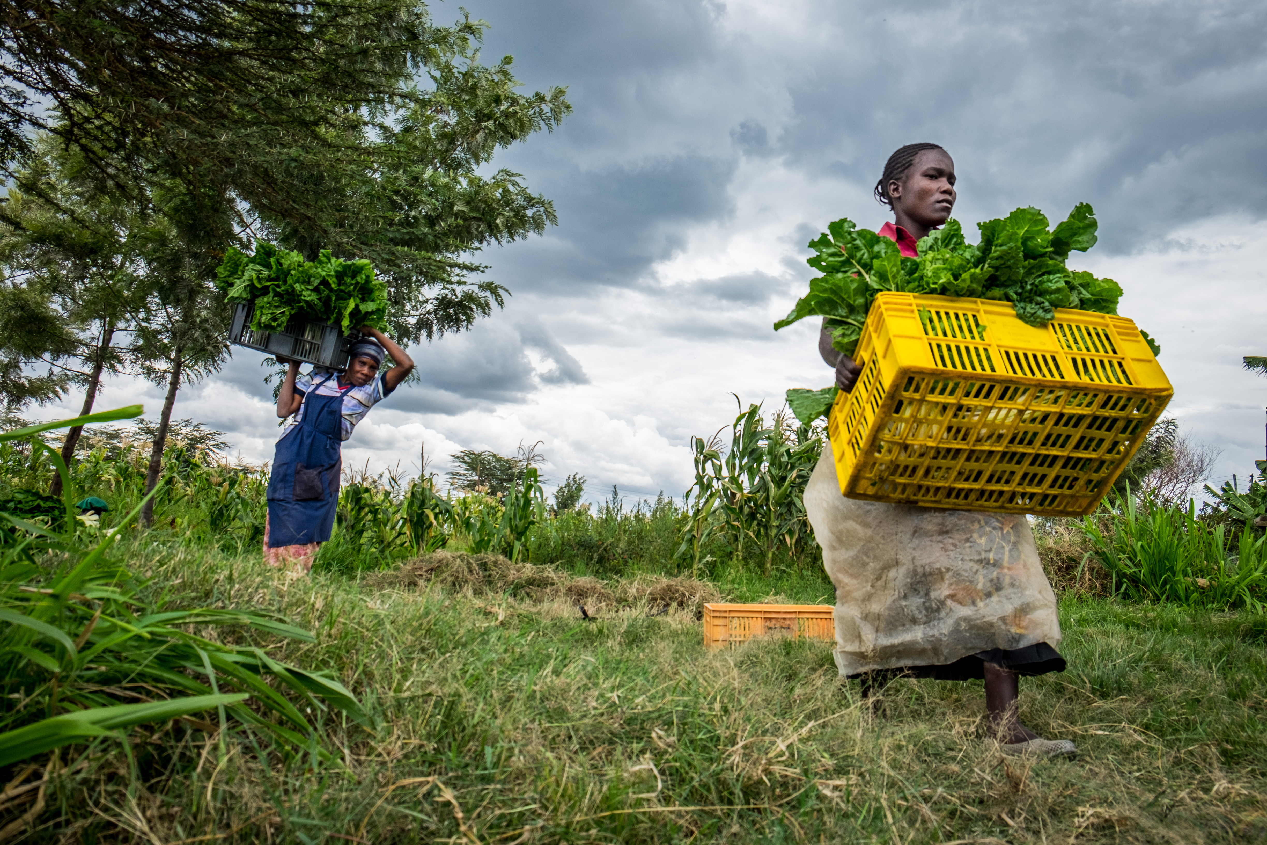 Female vegetable farmers